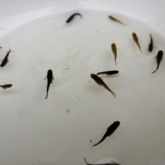 メダカ(黒っぽいタイプ)10匹＋α