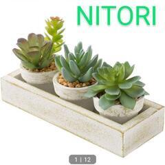 NITORI フェイクグリーン(多肉 3pcsセット トレー付き...