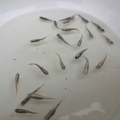 メダカ(ミユキタイプ)10匹＋αの画像