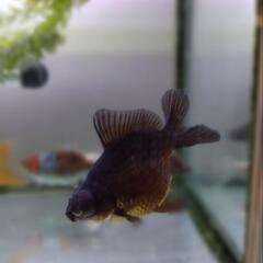 金魚