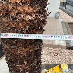 極太インパクト抜群‼️ソテツの画像