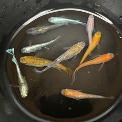 メダカMIX 10尾セット