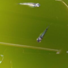 めだか　ブラックメタル　10匹の画像