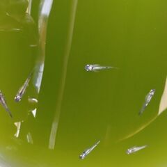 めだか　ブラックメタル　10匹の画像