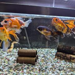 金魚9匹、ドジョウ1匹