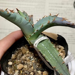 実生幼苗1株《アガベ チタノタブルー》観葉植物の画像