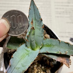 実生幼苗1株《アガベ チタノタブルー》観葉植物の画像