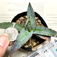実生幼苗1株《アガベ チタノタブルー》観葉植物