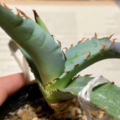 実生幼苗1株《アガベ チタノタブルー》観葉植物の画像