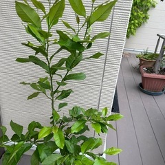 レモン苗木　リスボン　5年目実生苗
の画像