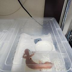 爬虫類ケージ 未使用 参考飼育例3枚目の画像