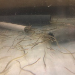 熱帯魚　アクアリウム　淡水魚　ウナギ　うなぎ　日本淡水魚　