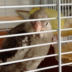 オカメインコ ホワイトフェイスノーマル ♂