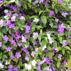 ニオイバンマツリ　発根小苗　開花株