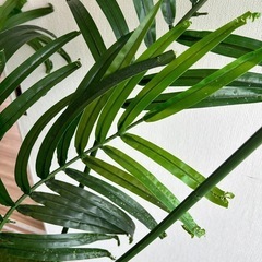 【IKEAイケア】FEJKA フェイカ　人工観葉植物の画像