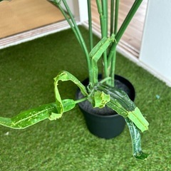 【IKEAイケア】FEJKA フェイカ　人工観葉植物の画像