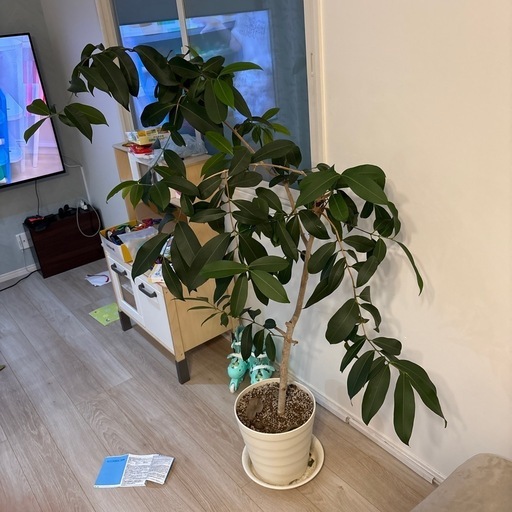 Amazonオリーブ_観葉植物