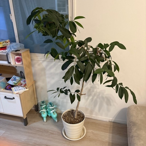 Amazonオリーブ_観葉植物