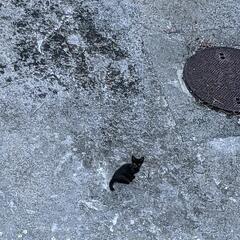 子猫3匹