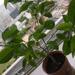 土佐小夏実生苗③の画像