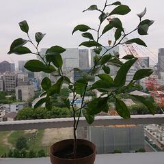 土佐小夏実生苗③