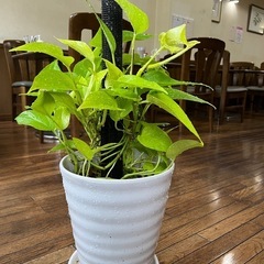 ⑤ポトス