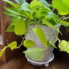 ⑥ポトス