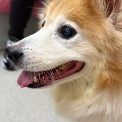 【急募】15歳のシニア犬 高齢者単身者応募可能　預かりボランティ...
