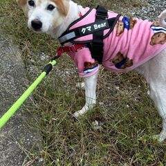 【急募】15歳のシニア犬 高齢者単身者応募可能　預かりボランティアさんも募集中 - 横浜市