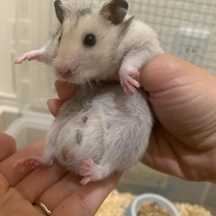 キンクマハムスター