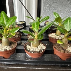 タコ脚アデニウム・アラビカム　おまけ付きの画像