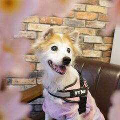 【急募】15歳のシニア犬 高齢者単身者応募可能　預かりボランティアさんも募集中 - 犬
