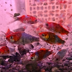朱文金 金魚　