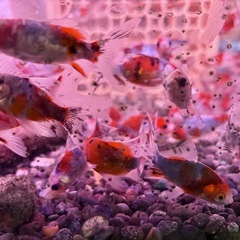朱文金 金魚　の画像