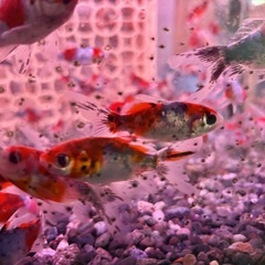 朱文金 金魚　の画像