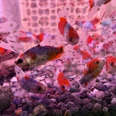 朱文金 金魚　の画像