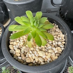 センペルビブム、ハオルチア　抜き苗、植木鉢