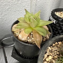 センペルビブム、ハオルチア　抜き苗、植木鉢の画像