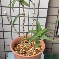 アロエ　テヌイオール　青々錦　鉢植え