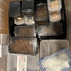 昆虫採集　飼育ケースセットの画像
