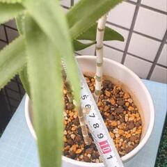 アロエ　テヌイオール　青々錦　鉢植えの画像