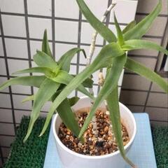 アロエ　テヌイオール　青々錦　鉢植えの画像