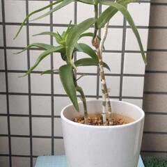 アロエ　テヌイオール　青々錦　鉢植え