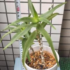 アロエ　テヌイオール　青々錦　鉢植えの画像