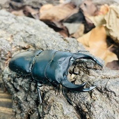 ペアセット！　オオクワガタ（久留米血統）　ケース付き！　♂♀雄雌ペア！　サイズ説明や飼育環境などは説明欄へ！！　の画像