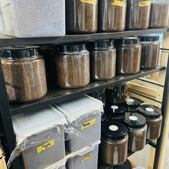 ペアセット！　オオクワガタ（久留米血統）　ケース付き！　♂♀雄雌ペア！　サイズ説明や飼育環境などは説明欄へ！！　の画像