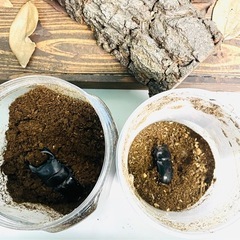 ペアセット！　オオクワガタ（久留米血統）　ケース付き！　♂♀雄雌ペア！　サイズ説明や飼育環境などは説明欄へ！！　の画像