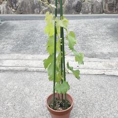 巨峰　挿木二年生　引取のみ
