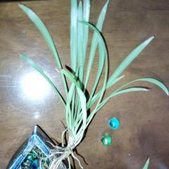 オリヅルラン　水耕栽培の画像