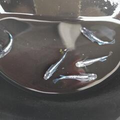 メダカ𓆛輝黒龍𓆛